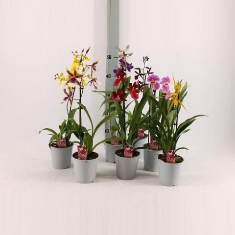 Микс Орхидеи Ф:12см Н:40см - Орхидеи