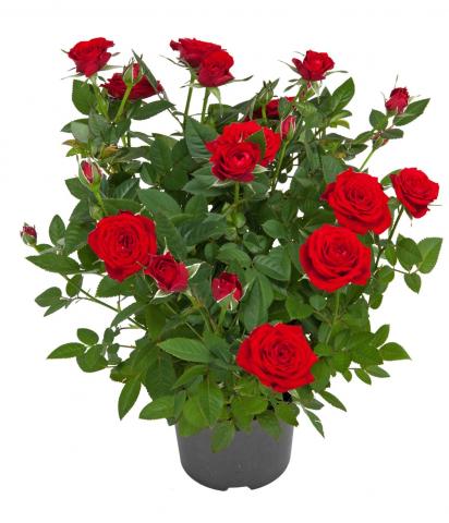 Роза микс ф11, Н25-30 см, снимка 5 - Външни растения