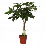 Пахира Акватика ф21см, Н:90 см