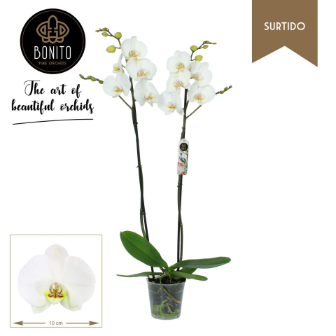 Орхидея Фаленопсис Bonito, снимка 8 - Външни растения