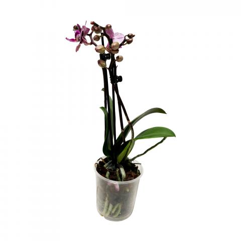 Орхидея Phalaenopsis Ф9см, H25-45см, 1 стебло, 6+ цвята, снимка 2 - Орхидеи