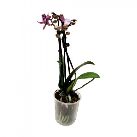 Орхидея Phalaenopsis Ф9см, H25-45см, 1 стебло, 6+ цвята, снимка 3 - Външни растения