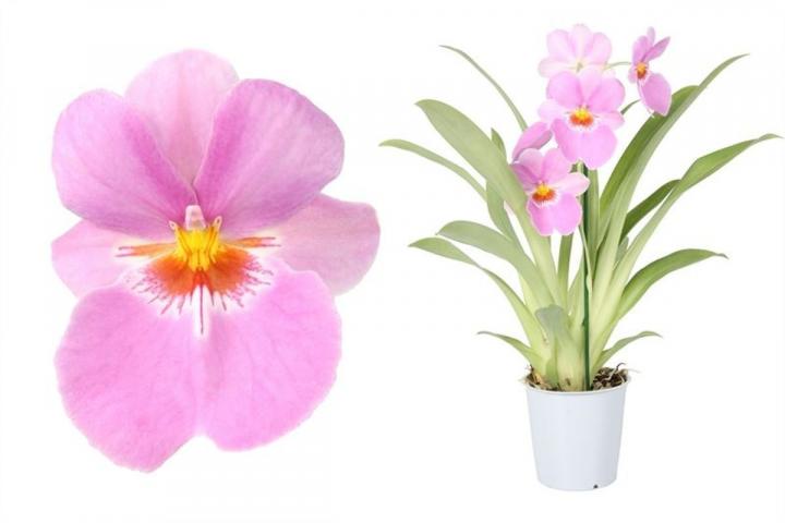 Милтония микс ф12, Н50-55 см, снимка 4 - Орхидеи