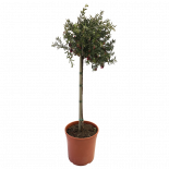 Гревилея 4 л дърво