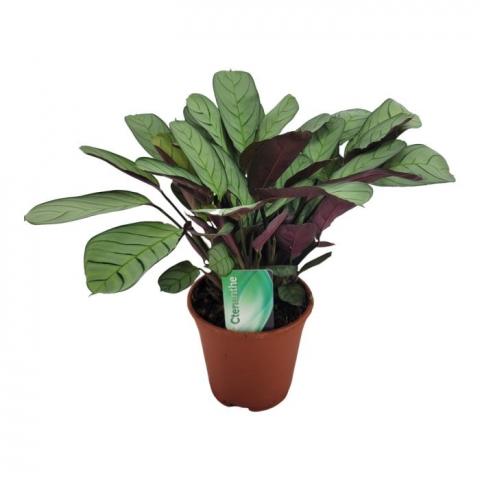 Ктенанте Amagris Ф14см, H25см - Зеленолистни