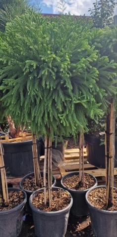 Криптомерия на присадка - Иглолистни храсти и дървета
