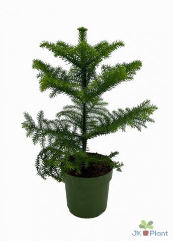 Араукария Hetrophylla - Зеленолистни