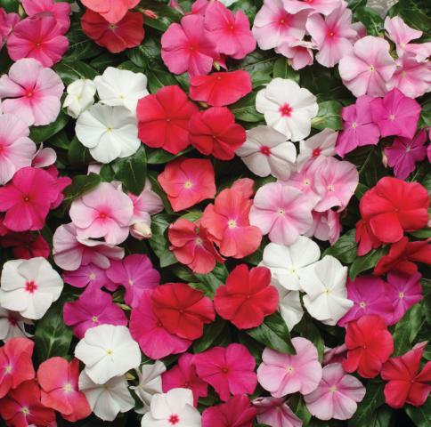 Vinca_mix - Пролетни балконски цветя