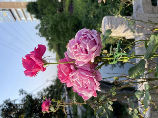 Щипка за растения от ф8-25 мм 10 бр., снимка 2 - Принадлежности за връзване