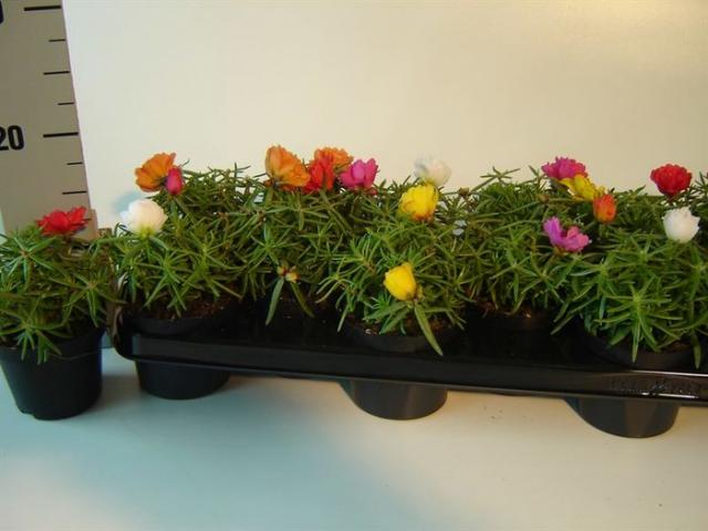 Портулака ф10.5/Н10-15 см - Пролетни балконски цветя