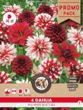 Луковици Promo Далия Select mix 4бр.