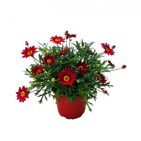 Аргирантема ф14 см - Пролетни балконски цветя
