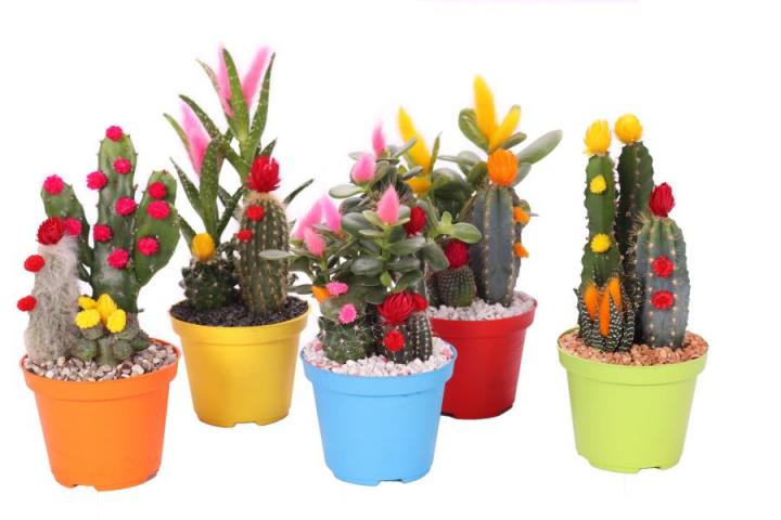Кактус Strawflower Ф10.5см, H16см - Кактуси и сукуленти