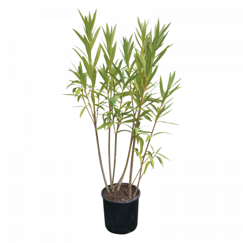 Нериум Oleander 9 л - Средиземноморски растения