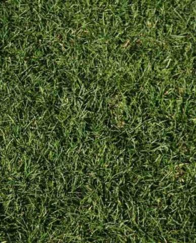 Професионална тревна смеска 1кг Орнаментал, снимка 2 - Специални тревни смески