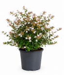 Абелия Grandiflora бяла 3 л