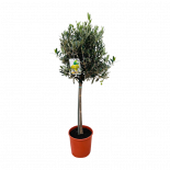 Маслиново дърво ф21 см H100 см
