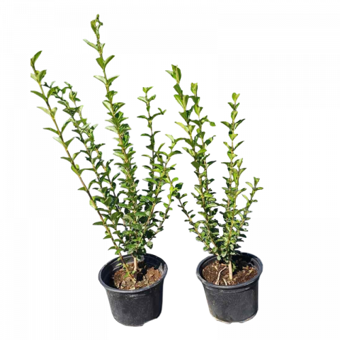 Лигуструм контейнер 2 л - Листопадни храсти и дървета