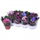 Сейнтполия микс