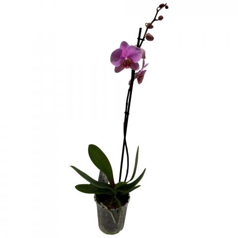 Орхидея Bonito ф12, Н50-70 см, снимка 2 - Външни растения