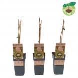 Киви Jenny ф15 см H50 см