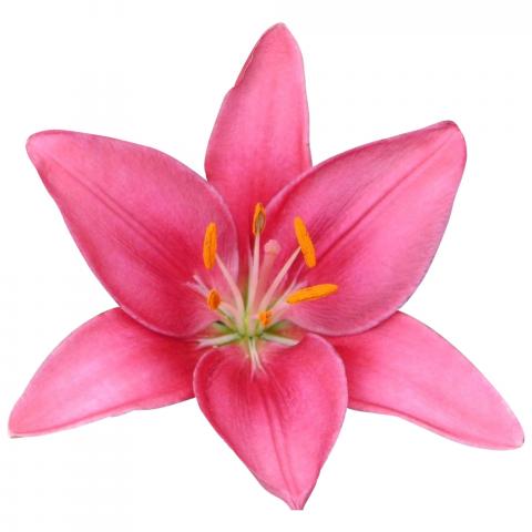 Лилиум Азия  Ф13/Н:38-45см, 3 стебла, снимка 7 - Цъфтящи