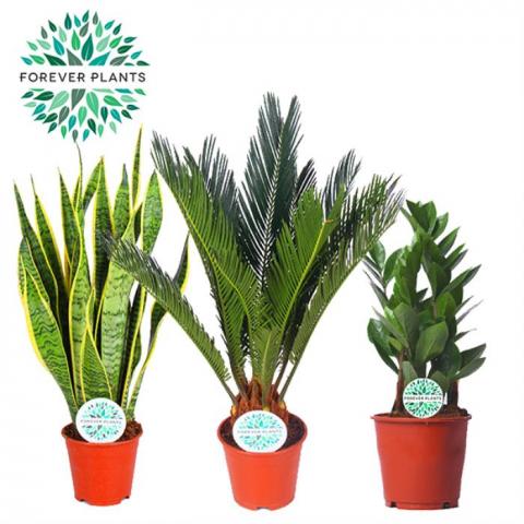 Зелени цветя микс Easy Care ф14, H50-60см - Големи растения