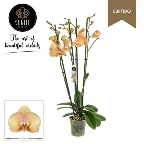 Орхидея Фаленопсис Bonito, снимка 7 - Външни растения