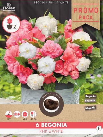 Луковици COMBO Бегония Грандифлора  Pink & White - Външни растения