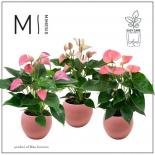 Антуриум Pink 12см,В40см