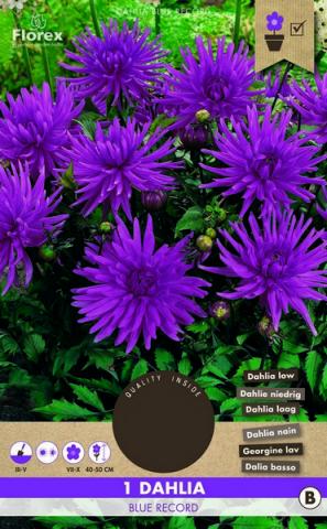 Луковици Pure Далия Blue Record 1бр. - Далии