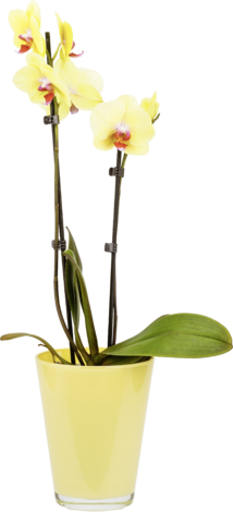 Фаленопсис микс Ф:12 Н:50 - Орхидеи