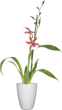 Камбрия микс - Орхидеи