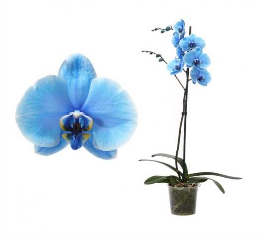 Фалаенопсис Royal Blue ф12см 50-70 см - Орхидеи