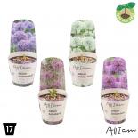 Алиум ф17 см H30 см