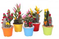 Кактус Strawflower Ф10.5см, H16см