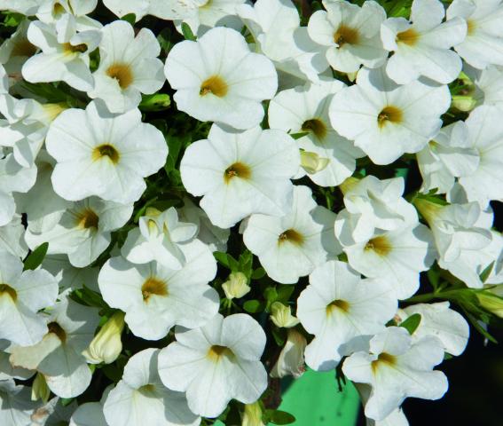 White - Пролетни балконски цветя