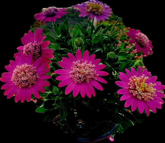 Остеоспермум ф14см, Ф15см, снимка 4 - Пролетни балконски цветя