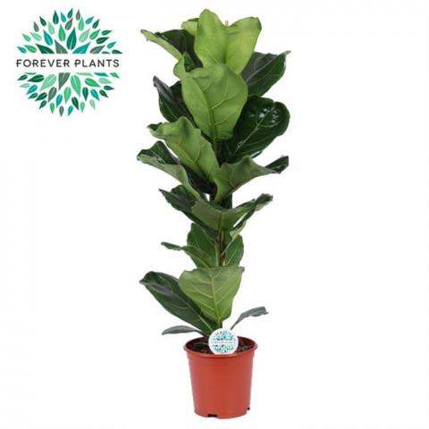 Фикус Lyrata
Ф17см, Н90см - Големи растения