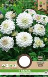Луковици Pure Далия Go Go White 1бр.