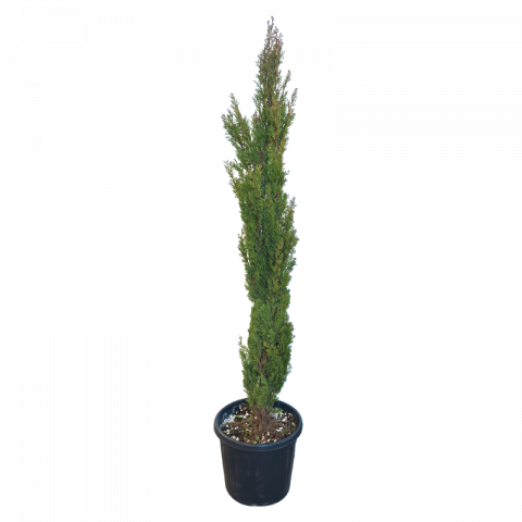 Купресус Semprevirens Totem 3 л 1.50 - 1.75 cm - Иглолистни храсти и дървета