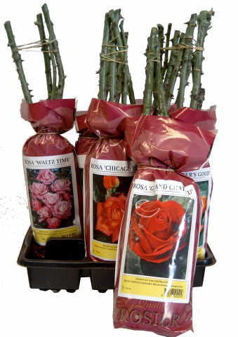 Корени рози  Topgreen - Външни растения