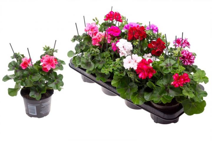 Сакъзче ф10.5см/ Н25см /Pelargonium Peltatum/ - Пролетни балконски цветя