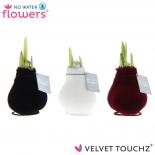 Хипеаструм Velvet Touchz 15см