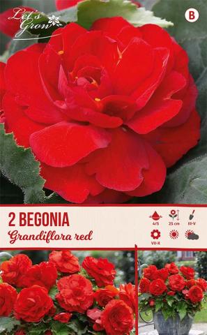Луковици Let s grow Бегония Grandiflora 2бр. - Бегонии