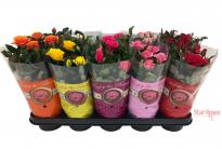 Роза микс ф12см