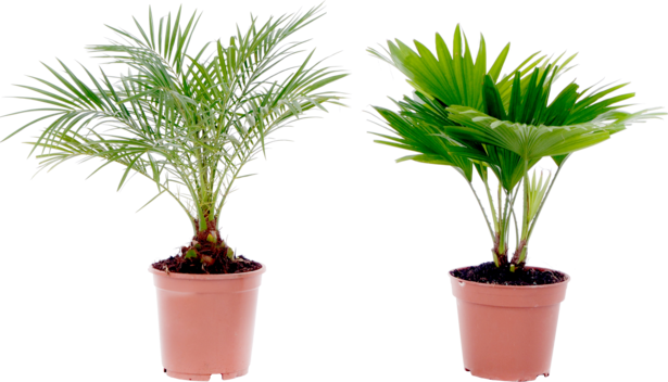 Микс палмови растения Ф:15см - Зеленолистни