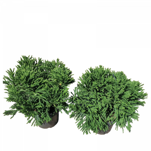 Криптомерия, 10 литра - Иглолистни храсти и дървета