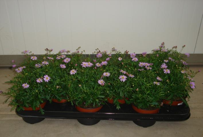 Брахискома brasco violet ф10.5 - Пролетни балконски цветя