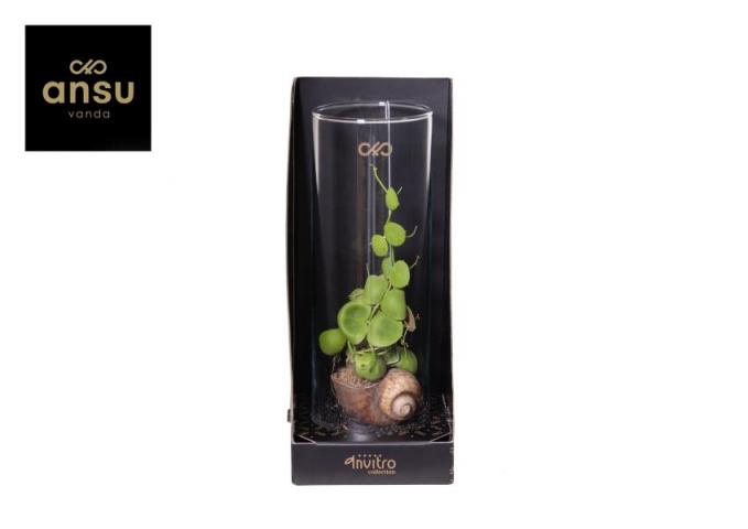 Дисхидия ф13 см H31 см, аранжировка - Зеленолистни